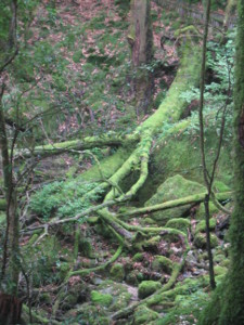 yakushima2016-02.JPG.jpg