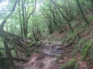 yakushima2016-24.JPG.jpg