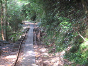 yakushima2016-46..JPG.jpg