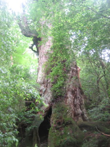 yakushima2016-48..JPG.jpg