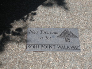 Kohi-point-05.JPG