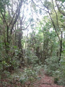 Ratapihipihi-Scenic-Reserve-02.JPG