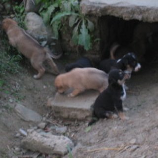 nepal2010-25