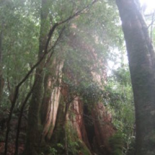 yakushima2016-22