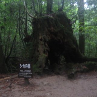 yakushima2016-23