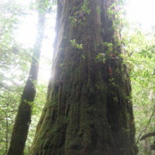 yakushima2016-41.