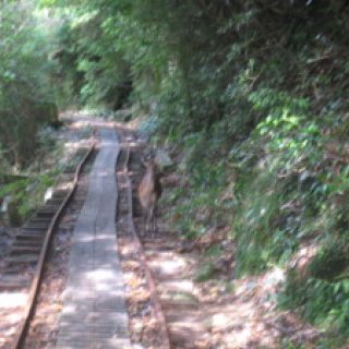 yakushima2016-46.