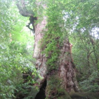 yakushima2016-48.