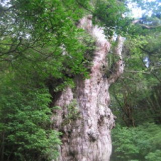 yakushima2016-49.