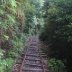 yakushima2016-45.