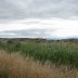 Otipua-Wetland-02