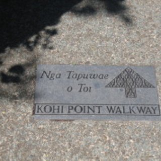 Kohi-point-05